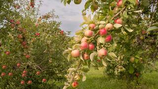 AppleHarvest_EN-US2977882687.jpg