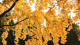 AutumnEquinoxY26_ZH-CN7957453091.jpg