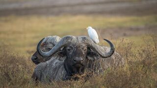 CapeBuffalo_ZH-CN5591123662.jpg