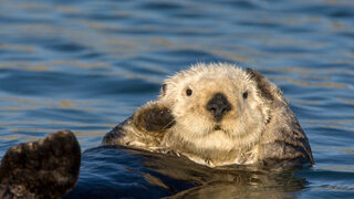 GroomingOtter_ZH-CN6969472572.jpg