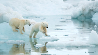 IcyCubs_EN-US5222104616.jpg