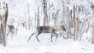 ReindeerFinland_ZH-CN6822163943.jpg