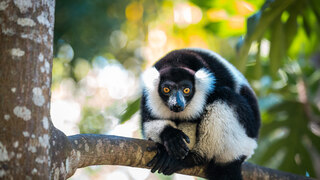 RuffedLemur_ZH-CN5636795490.jpg