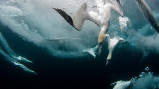 ShetlandGannets_ZH-CN7279521125.jpg