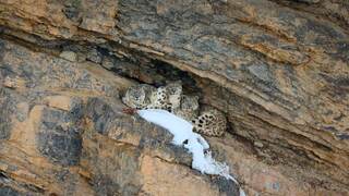 SnowLeopard_EN-US3294064537.jpg
