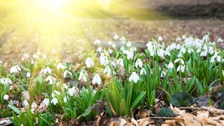 SpringSnowdrops_EN-US5032204696.jpg