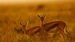ThomsonGazelle_ZH-CN0413171014.jpg