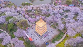 WuhanCherryBlossom_EN-US5963967452.jpg
