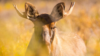 YoungMoose_ZH-CN4639410217.jpg